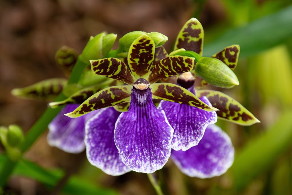 Зиголопиталума (Орхидея)