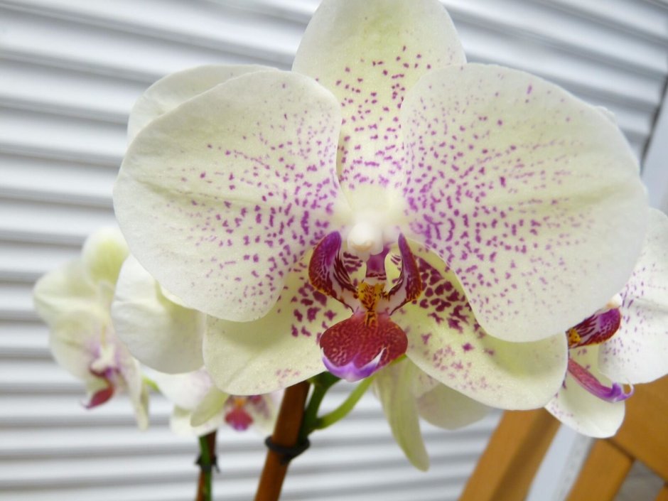 Орхидея фаленопсис Флорида