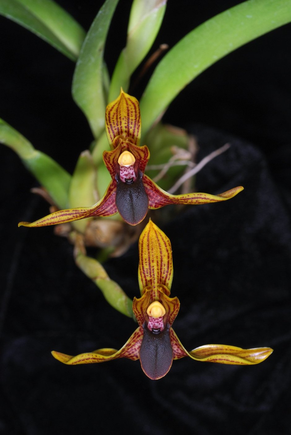 Орхидея Максиллярия Линда