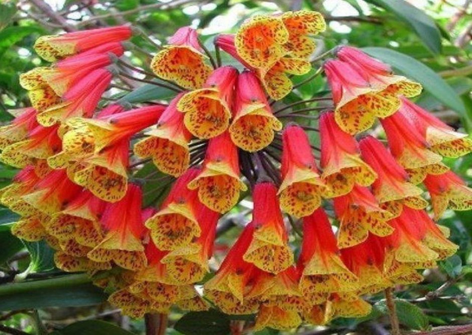 Цветы Лиана Бомарея