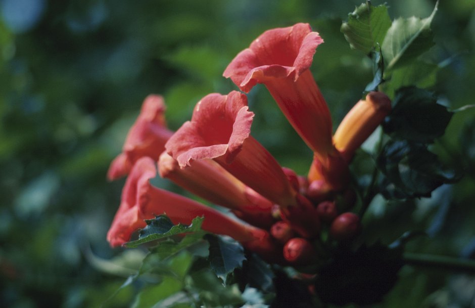 Цветок трубковидный