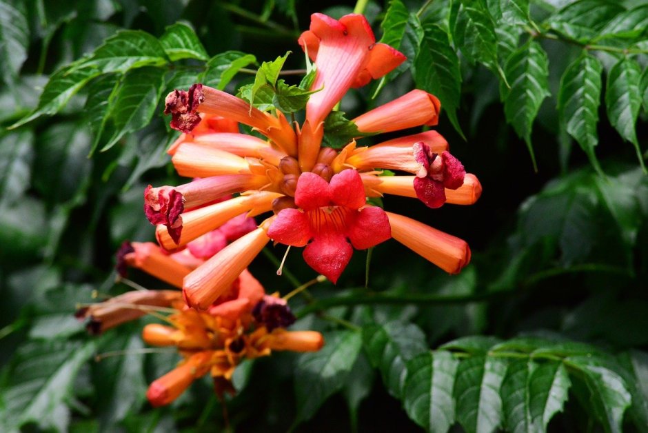 Южная Лиана с оранжевыми трубчатыми цветками