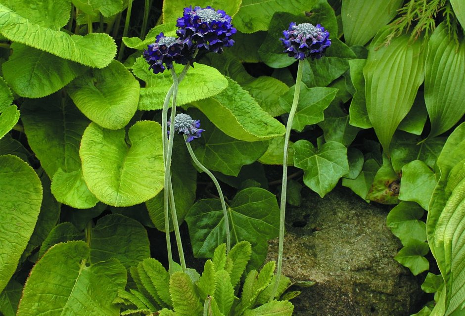 Синенькие трубчатые цветы