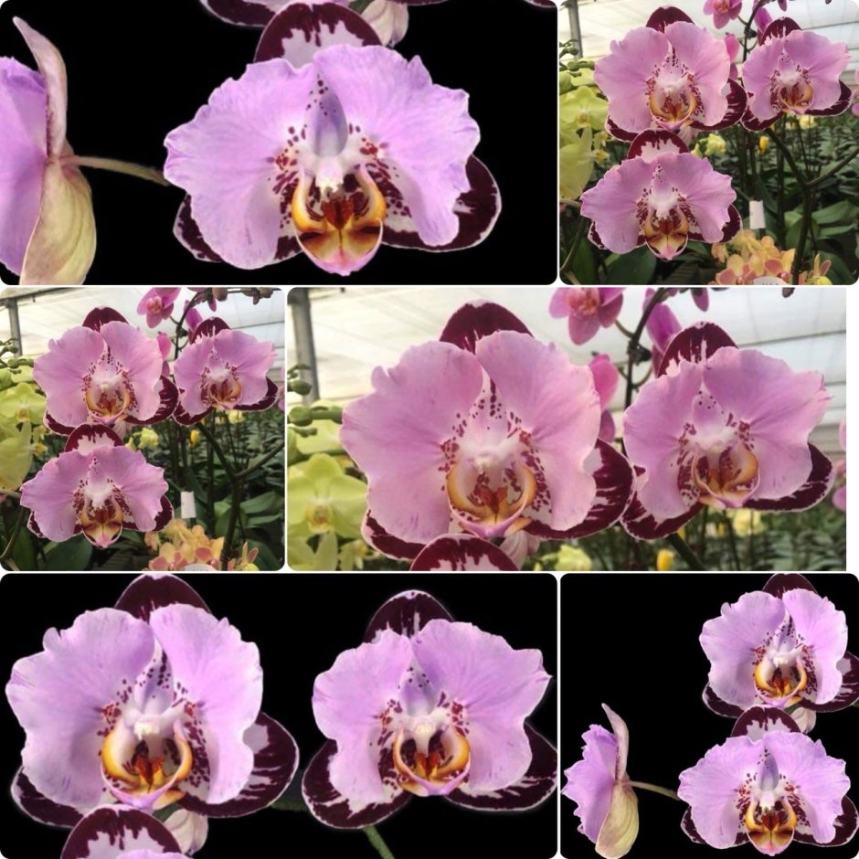 Орхидея блэк фейс