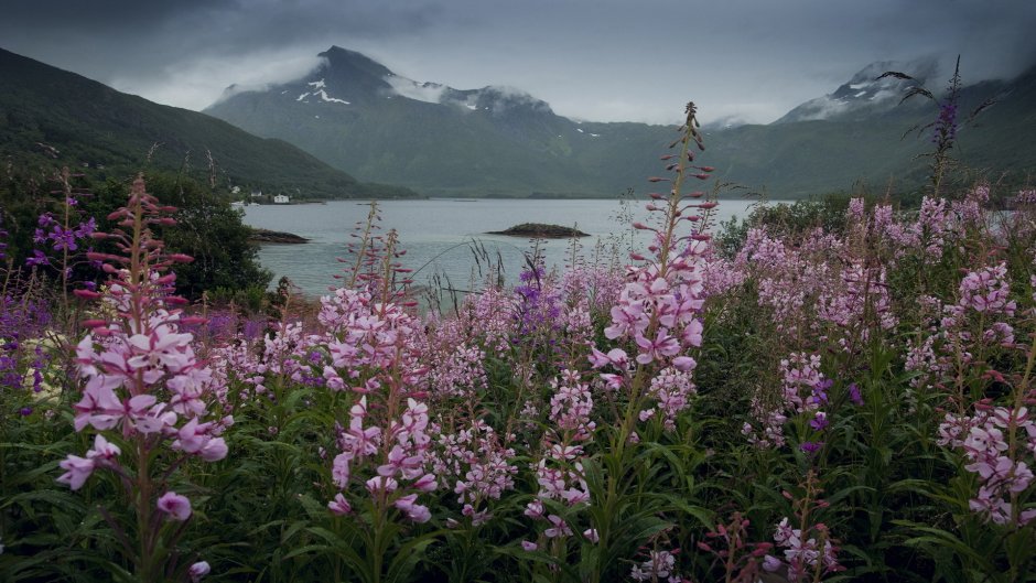Флора Норвегии цветы