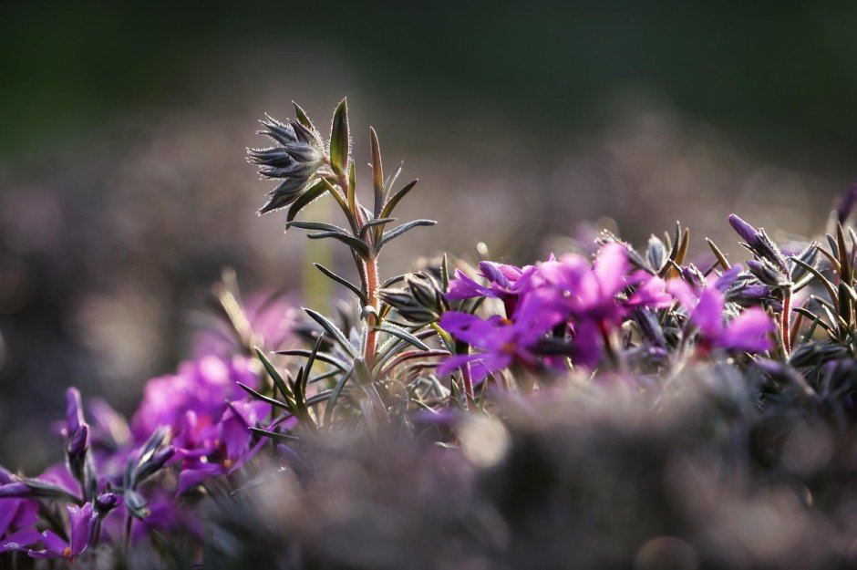 Эдельвейс фиолетовый листья
