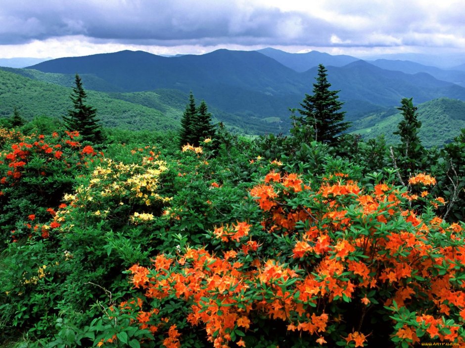 Штат Северная Каролина природа