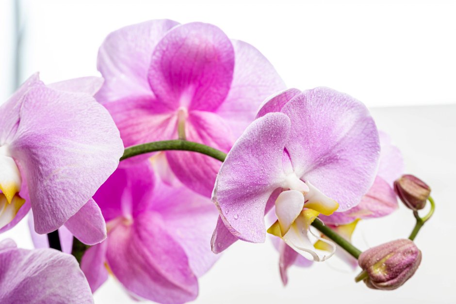 Нежно розовая Орхидея фаленопсис