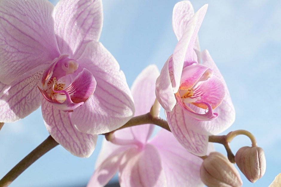 Розовая орхидея
