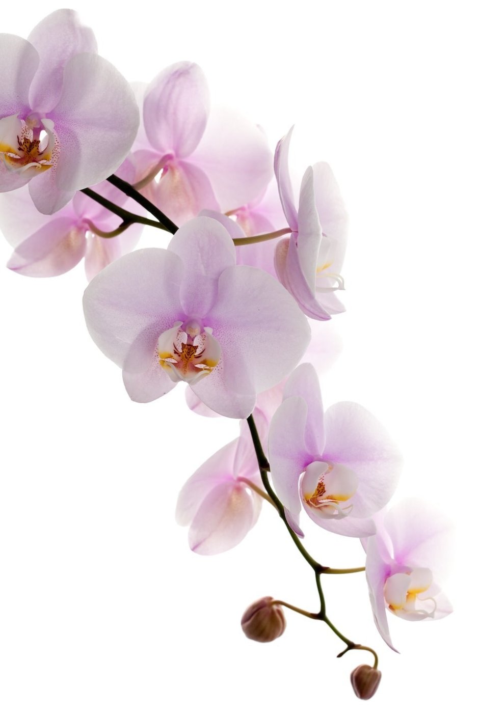 Фаленопсис Орхидея розовая 2 ветки