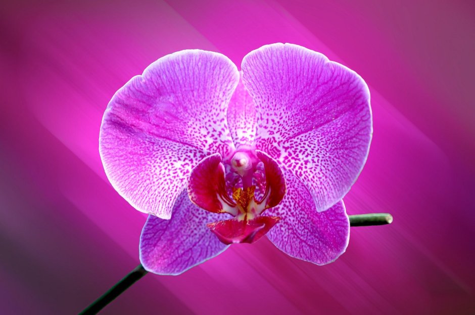 Орхидея лепесток