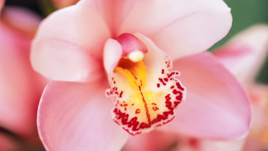 Фаленопсис нежно розовый