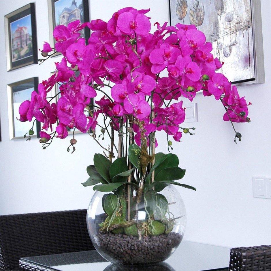 Орхидея фаленопсис цветение