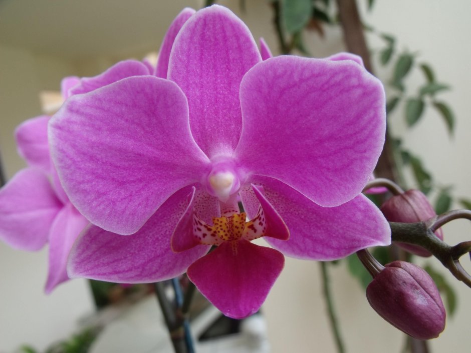 Орхидея пасадена