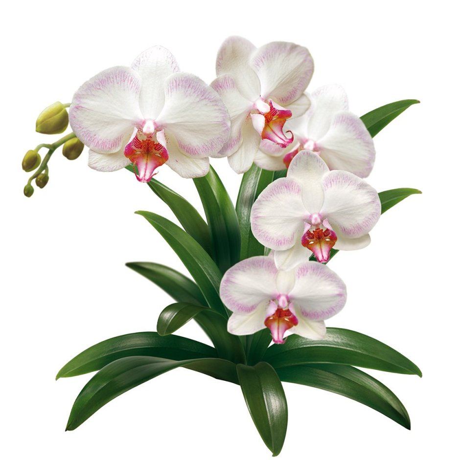 Орхидея фаленопсис сбоку