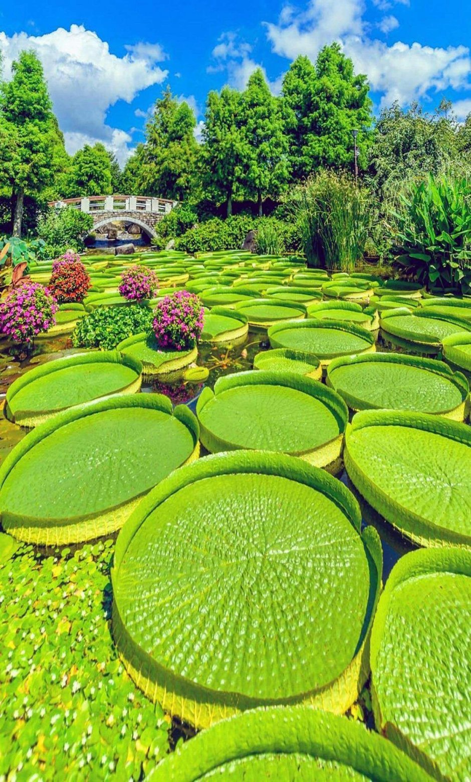 Водный Ботанический сад в Кусацу Япония