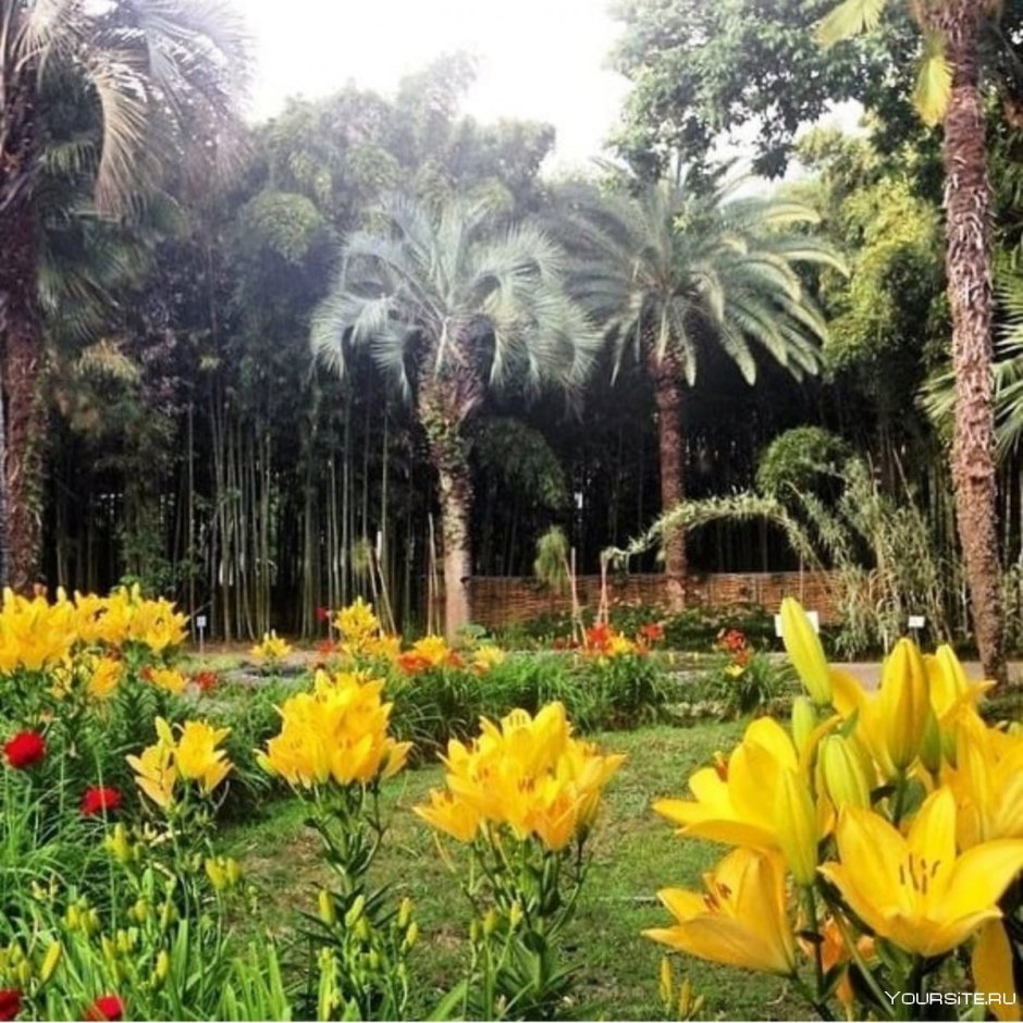 Ботанический сад Абхазия Сухум