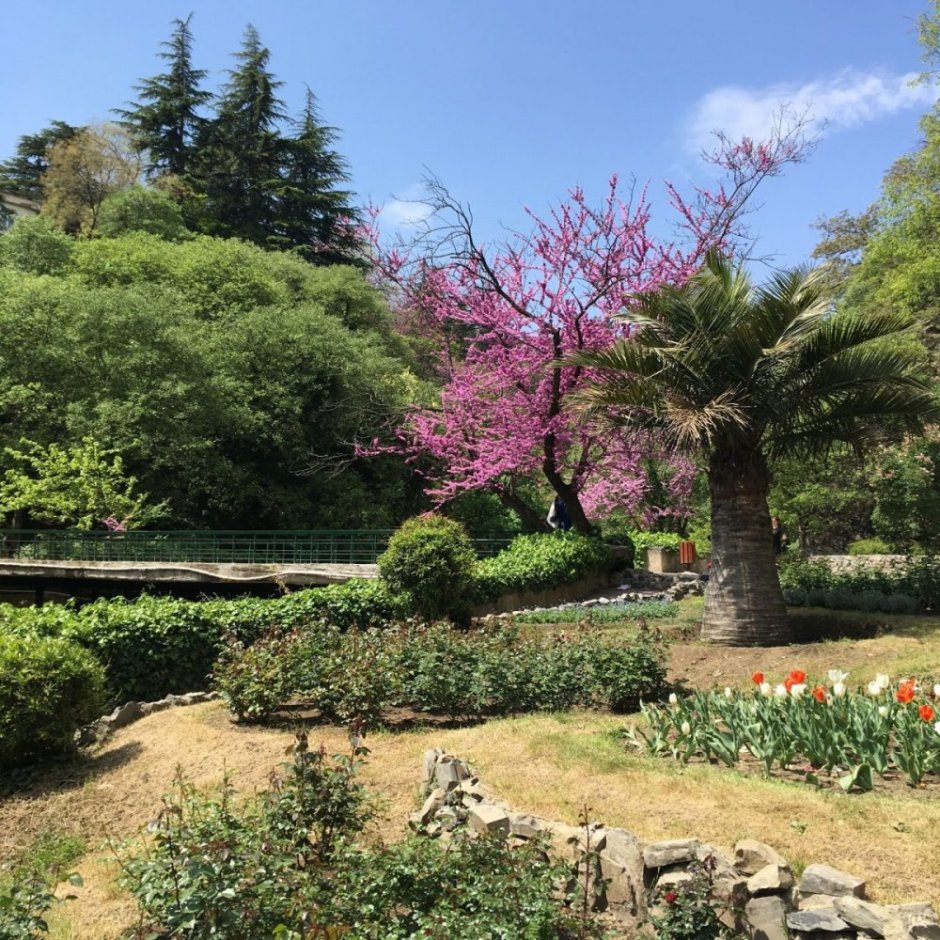 Ботанический сад Тбилиси Сакура