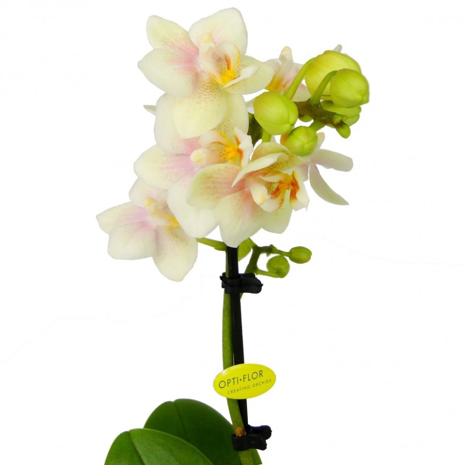 Орхидея Sogo Bianca