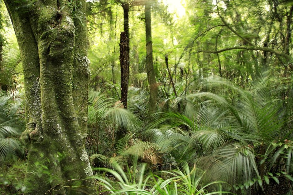 Экваториальный лес джунгли растения