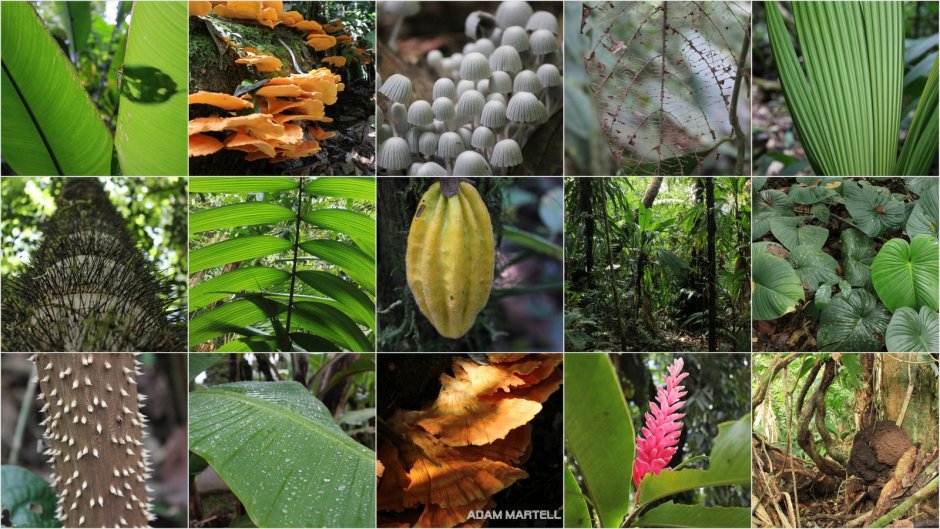 Растительный мир влажных экваториальных лесов Африки