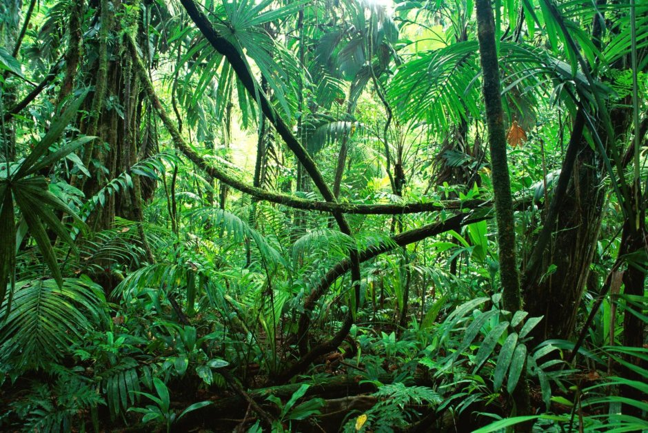 Растения экваториальных лесов африки