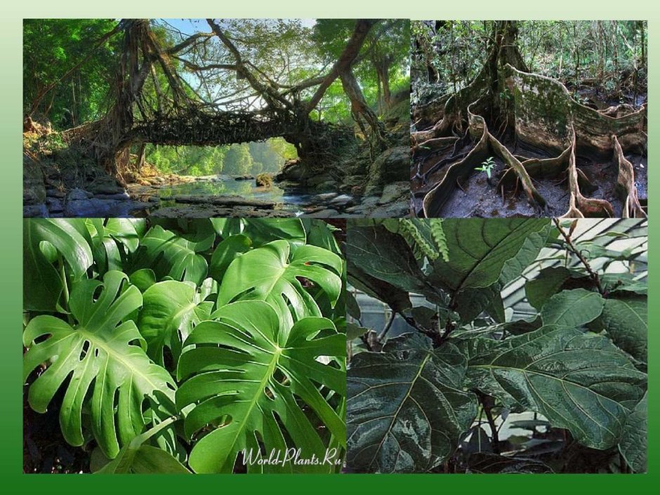 Растения влажных экваториальных лесов Южной Америки