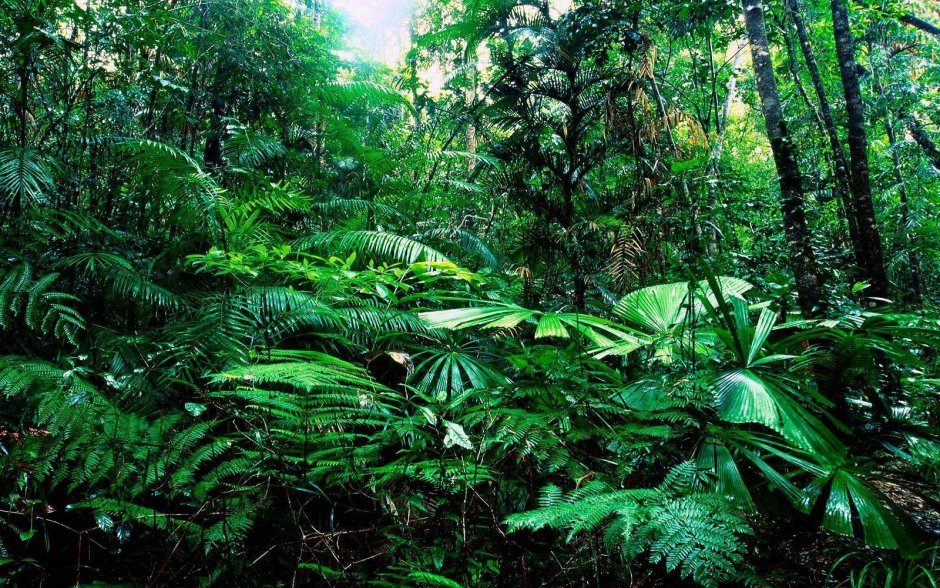 Тропические дождевые леса Африка