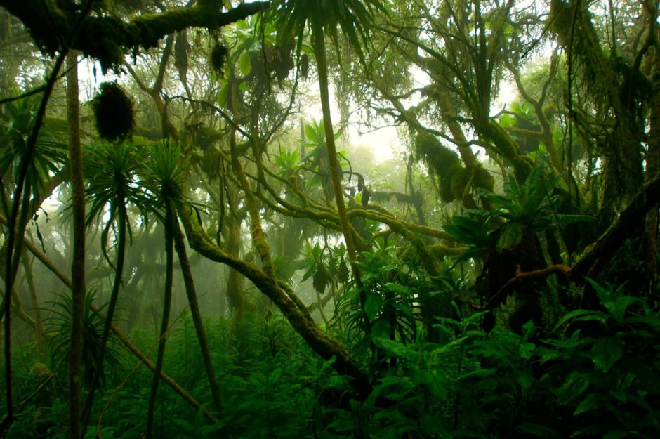 Экваториальный лес Африки лианы
