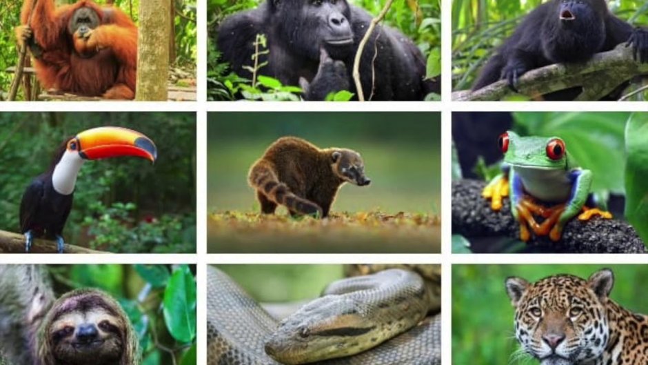 Животный мир влажных экваториальных лесов Африки