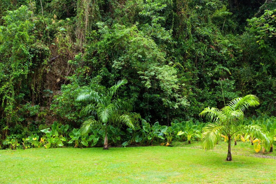 Полувечнозеленые сезонные тропические леса