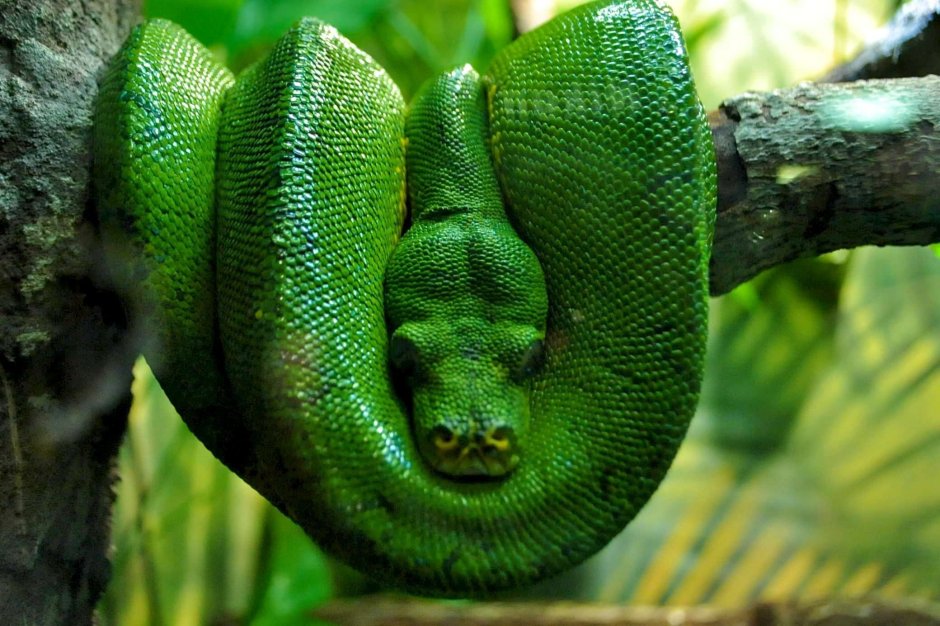 Змеи экваториальных лесов Африки