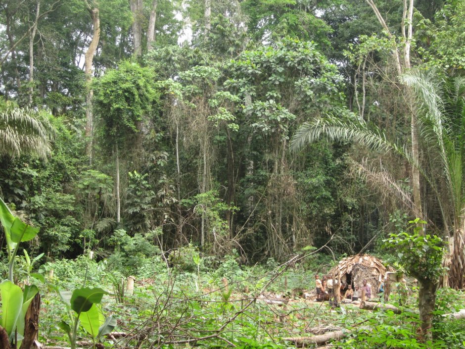 Экваториальный лес Африки