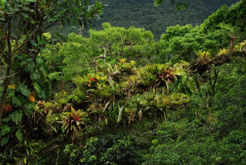 Эпифиты тропического леса