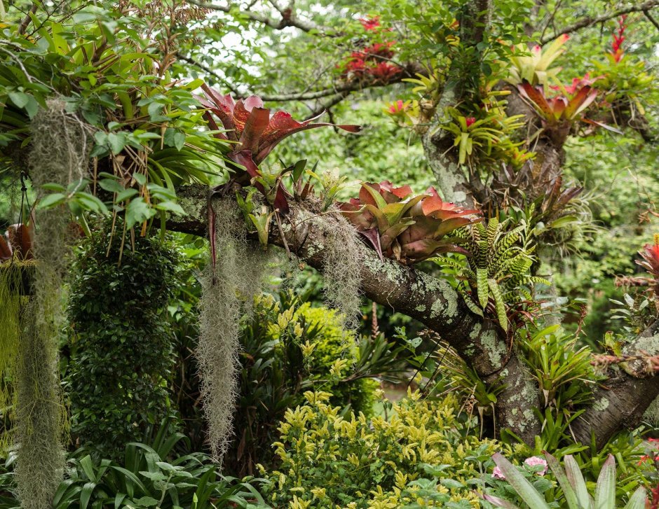 Эпифиты влажных тропических лесов