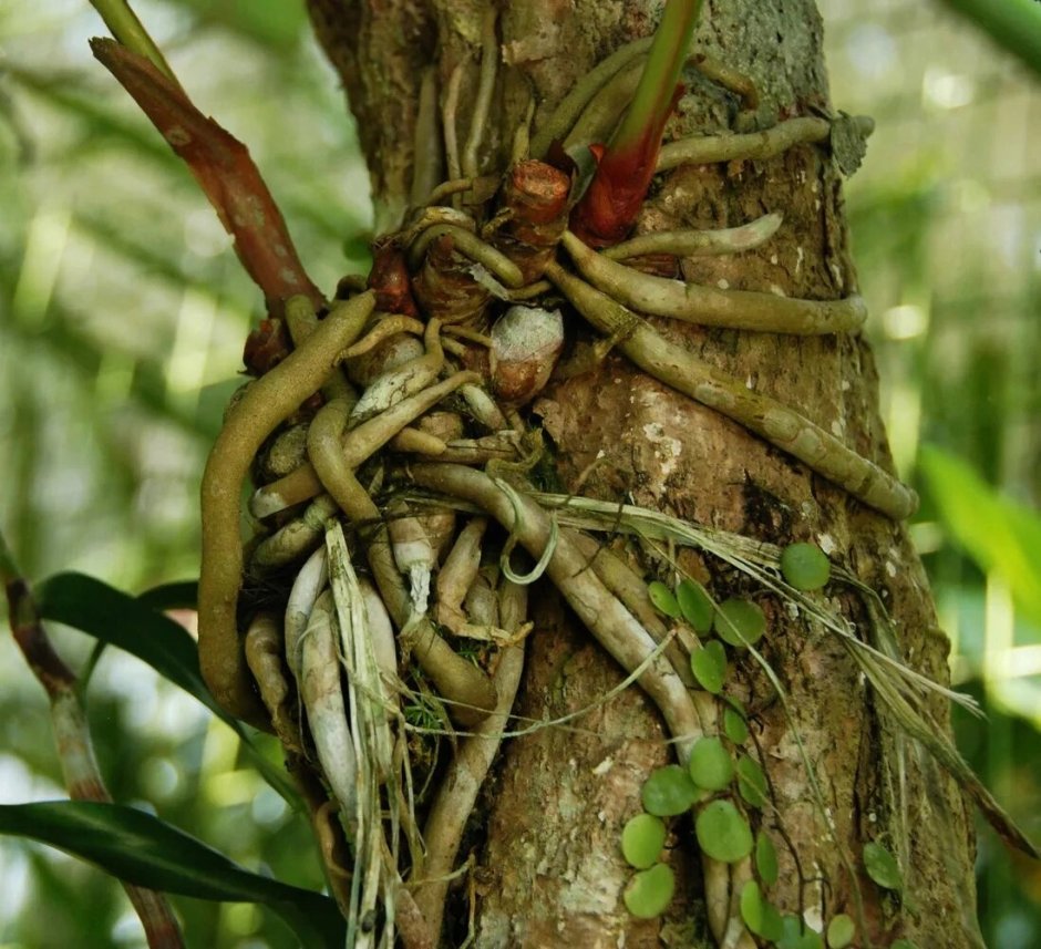 Эпифиты Орхидея воздушные корни