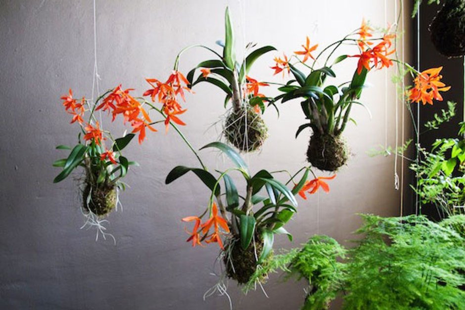 Эпифиты комнатные растения