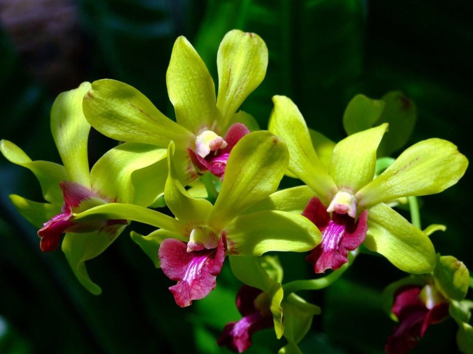 Орхидея Чико пик