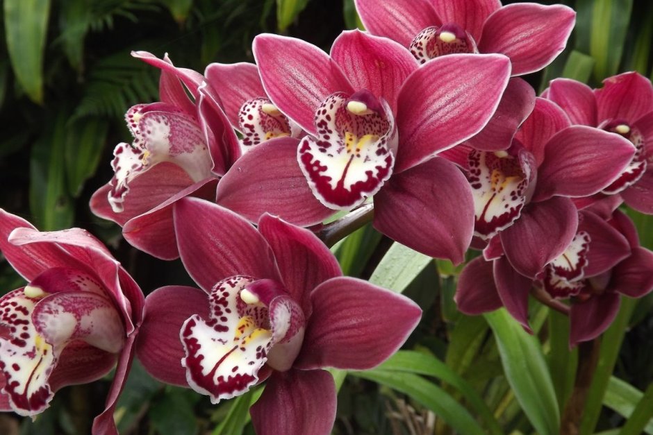 Орхидея Цимбидиум цветок