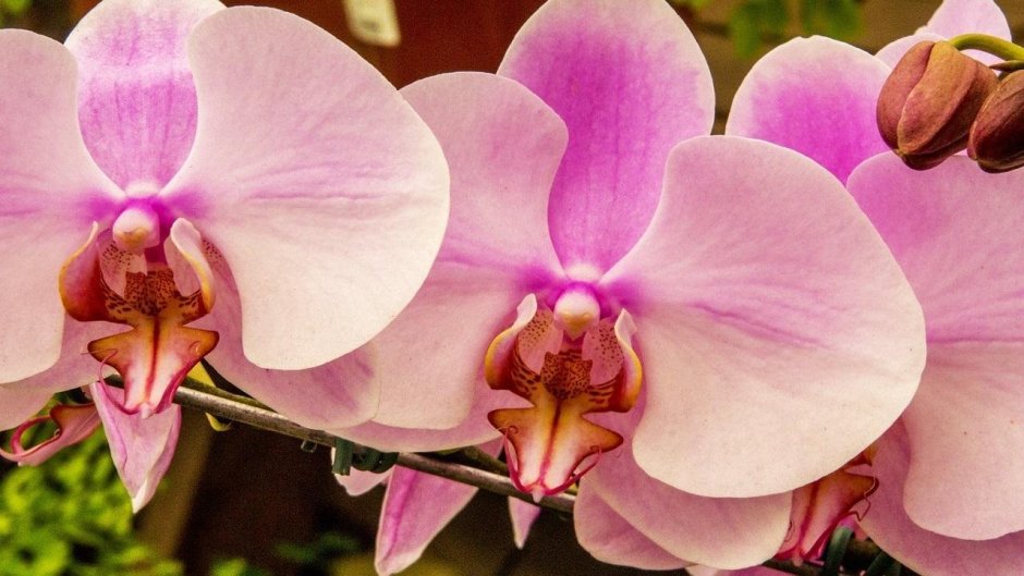 Фаленопсис Орхидея Pink
