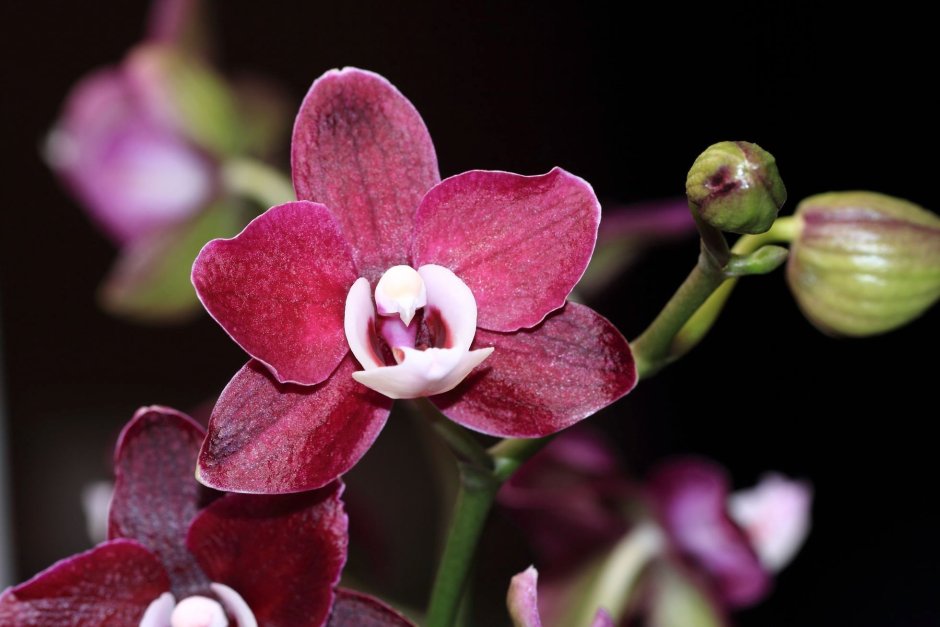 Орхидея мультифлора бургунди