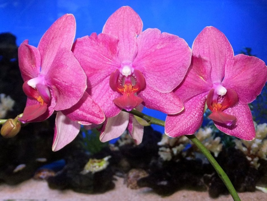 Орхидея Phalaenopsis Destiny