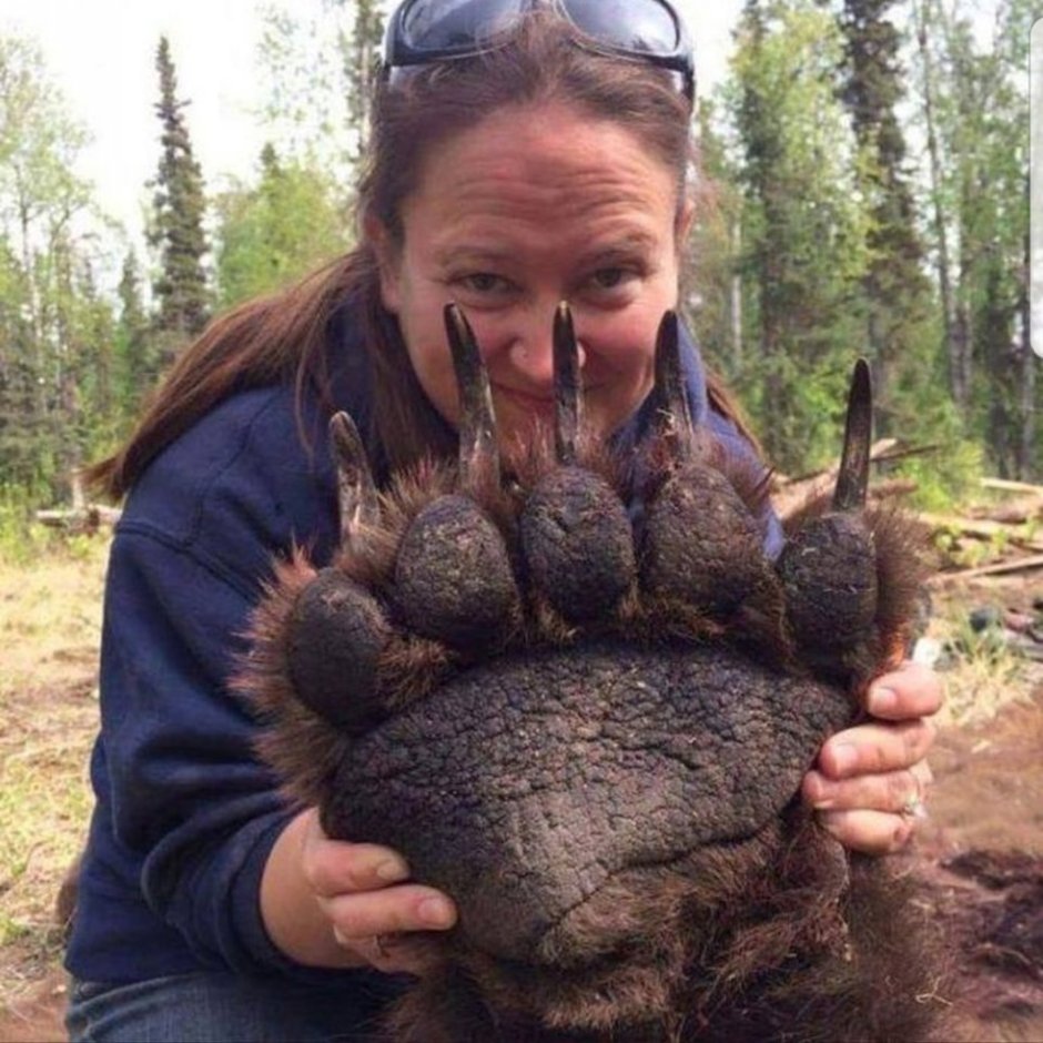 Огромные когти медведя