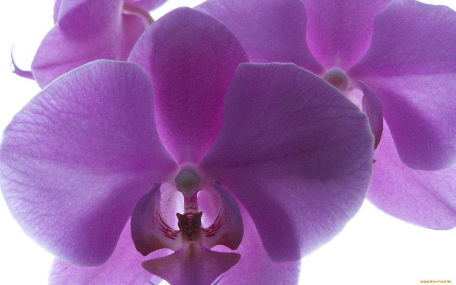 Орхидея Phalaenopsis Veronica