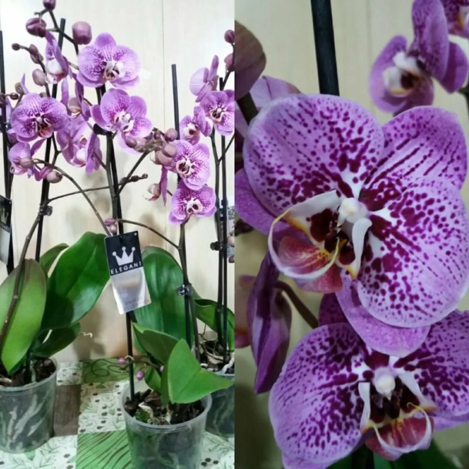 Побре Орхидея фаленопсис