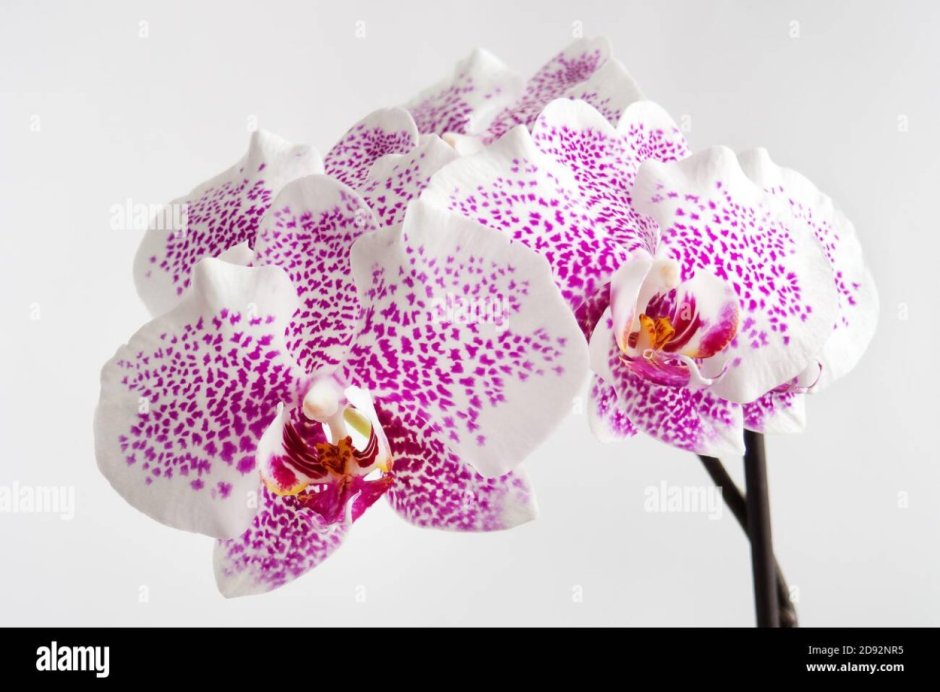 Фаленопсис белый с фиолетовыми пятнами сорт