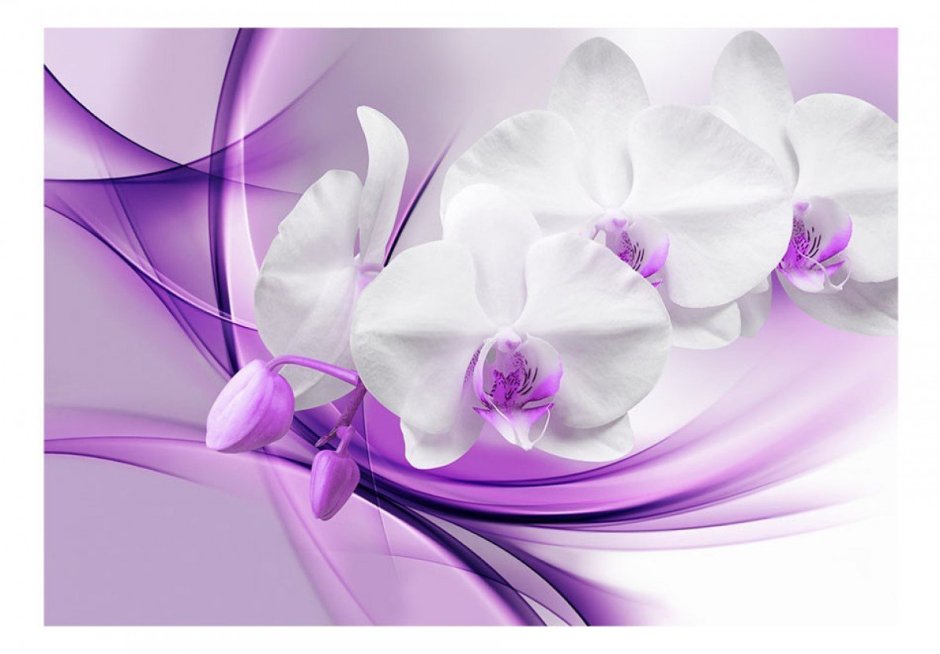 Орхидея белая с фиолетовыми