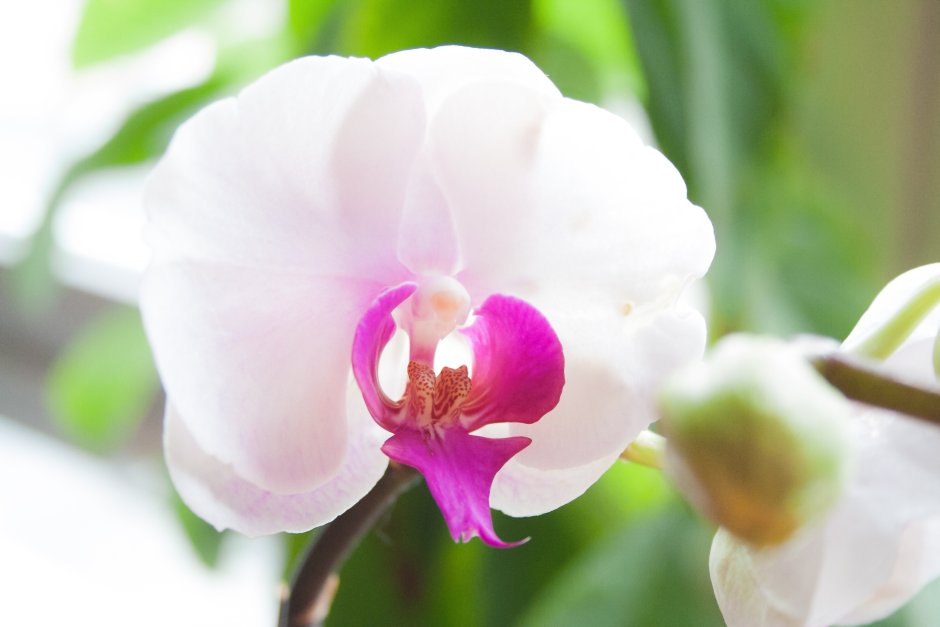 Орхидея саммер камерия