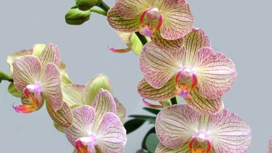 Орхидея фаленопсис зеленая