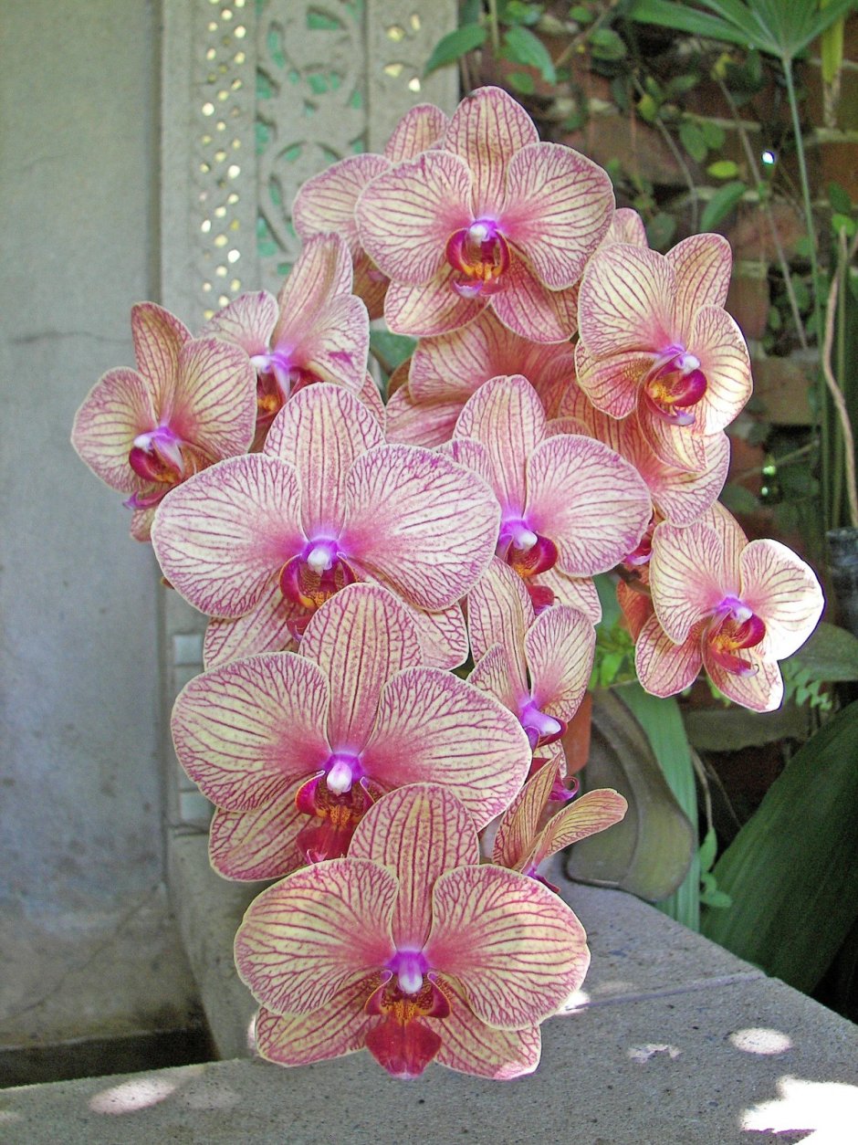 Орхидея фаленопсис Менкар